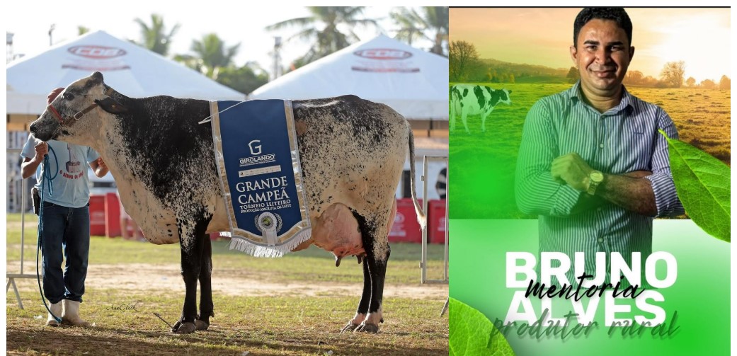 A VACA CUBANA E UMA OUTRA EM POÇO REDONDO SERGIPE